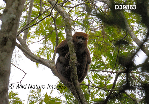 Brown Howler (Alouatta guariba)
